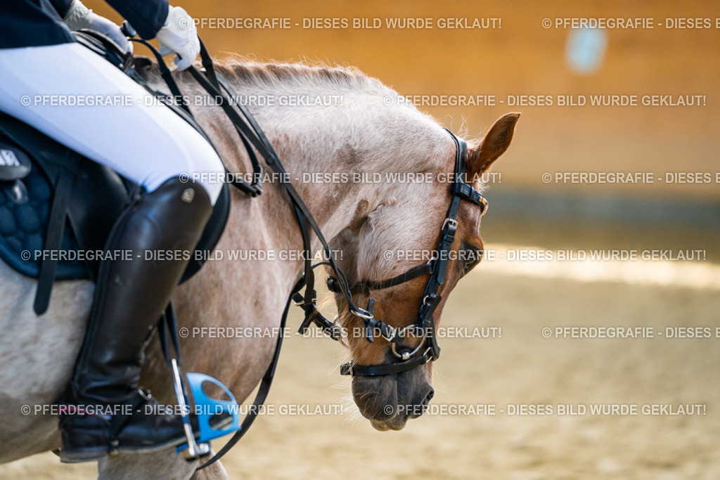 DSC02359 | Pferdegrafie