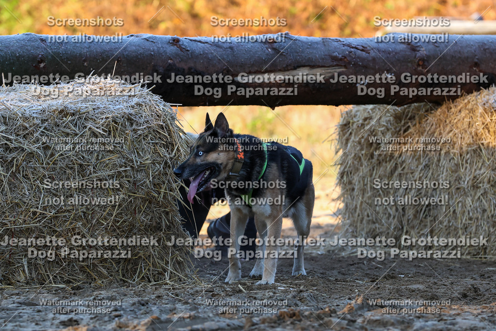 Dog Paparazzi - Strongdog 10-25-531 | Dog Paparazzi Jeanette Grottendiek Fotografie & Videografie - Realisiert mit Pictrs.com