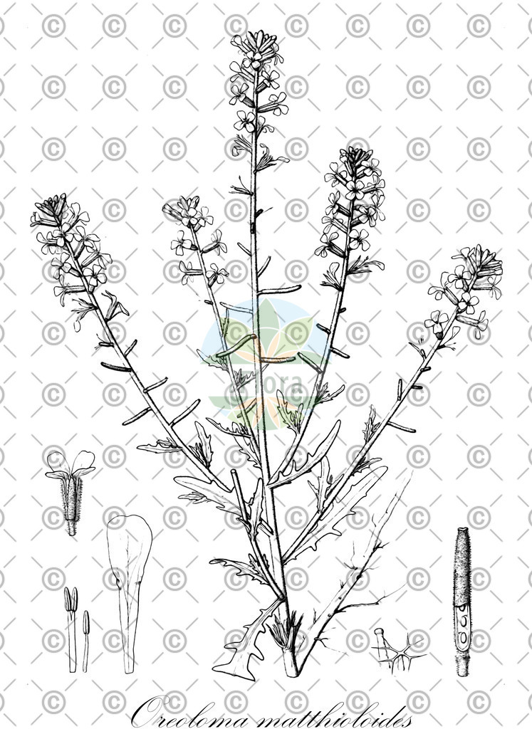 HistAbb_wfo-0000260454_1_ENZY_Simple | Historische Abbildung von Oreoloma matthioloides - Brassicaceae | Historical Illustration of Oreoloma matthioloides - Brassicaceae