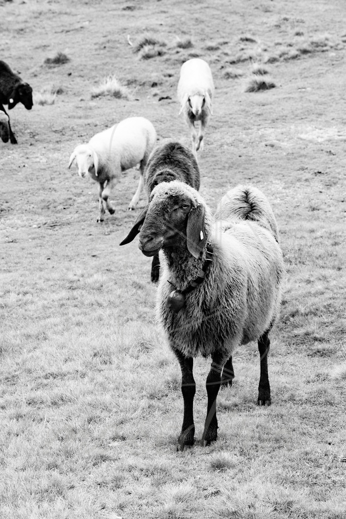 Schaf schwarz weiss | Ihre Fotografin im Lungau, ihre Fotografin im Mostviertel, Wandbilder Onlineshop, Imagefotos für Ihr Unternehmen,  - Realisiert mit Pictrs.com