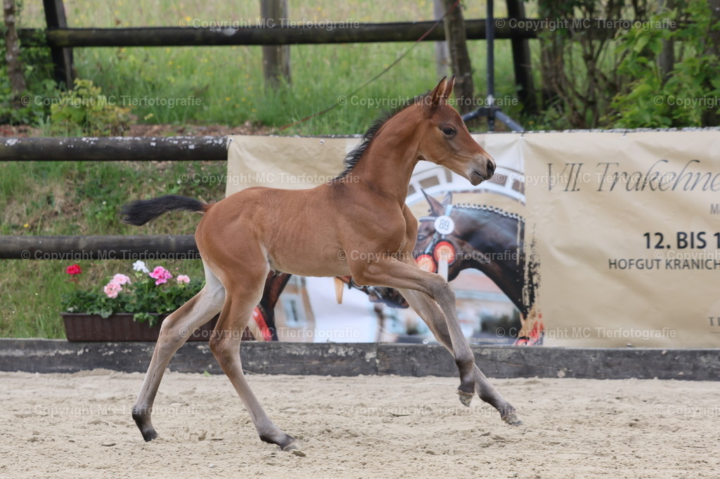 TrakFohlenschHennef17052025MC3H5A7063B | Pferdefotos online bestellen - Realisiert mit Pictrs.com