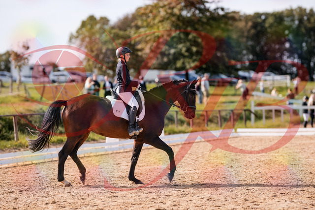2026_10_03_Siefer-Hof_133824_Z81_96051746 | Professionelle Reitsport-, Turnier- und Eventfotografie von Robert Broda. Galerien mit ausgewählten und bearbeiteten Bildern direkt online ansehen und bestellen.