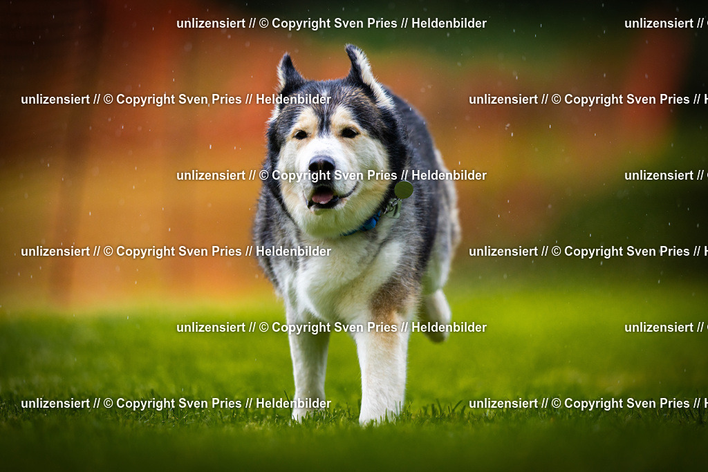 Sven Pries | 2025-09-21 - Hunderennen Baden-Oos - Realisiert mit Pictrs.com