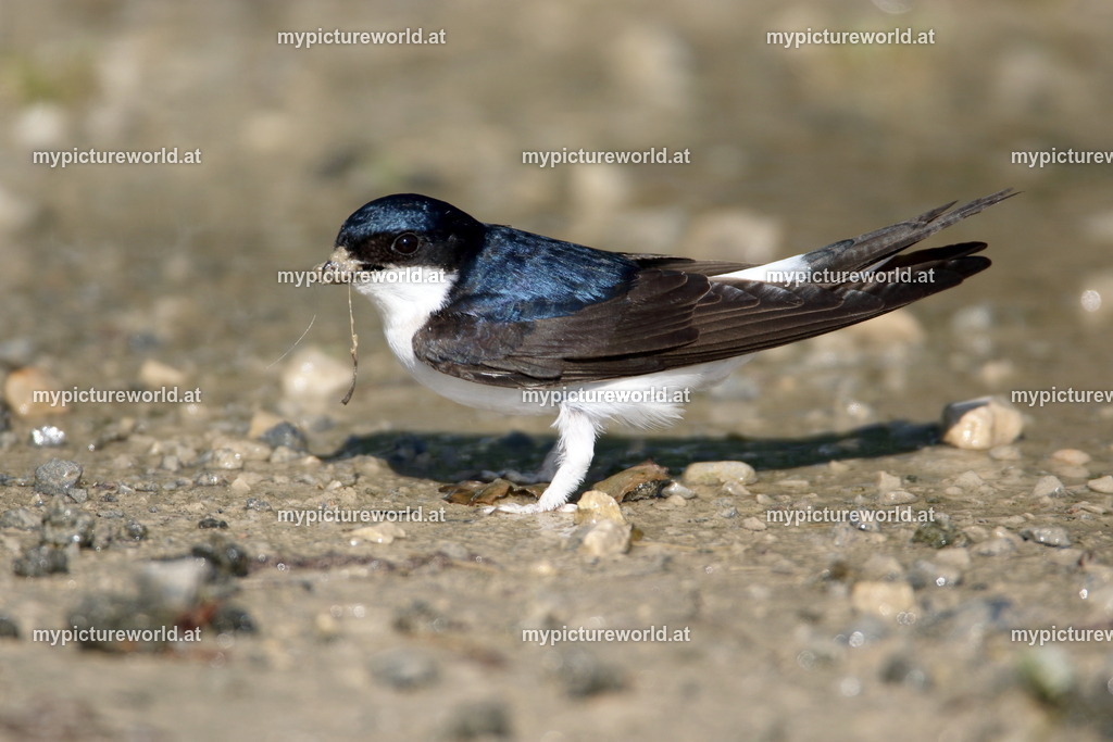 Mehlschwalbe-045 | Das Bilderarchiv über Tiere, Planzen und Landschaften. In der Bilddatenbank finden Sie ein große Auswahl an hochwertigen Bilder für Ihre Werbung - Realized with Pictrs.com