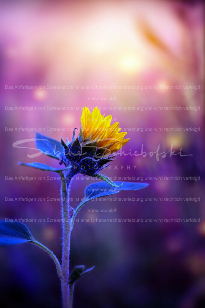 Wandbild Sonnenblume | People- und Tierfotografie, Imageaufnahmen, Veranstaltungsfotografie und Wandbilder aus der Natur ★ Made in Germany ✔️ Druck + Downloads ✔️ Naturfotografie in Top Qualität ★ schneller Versand, weltweite Lieferung! - Realisiert mit Pictrs.com