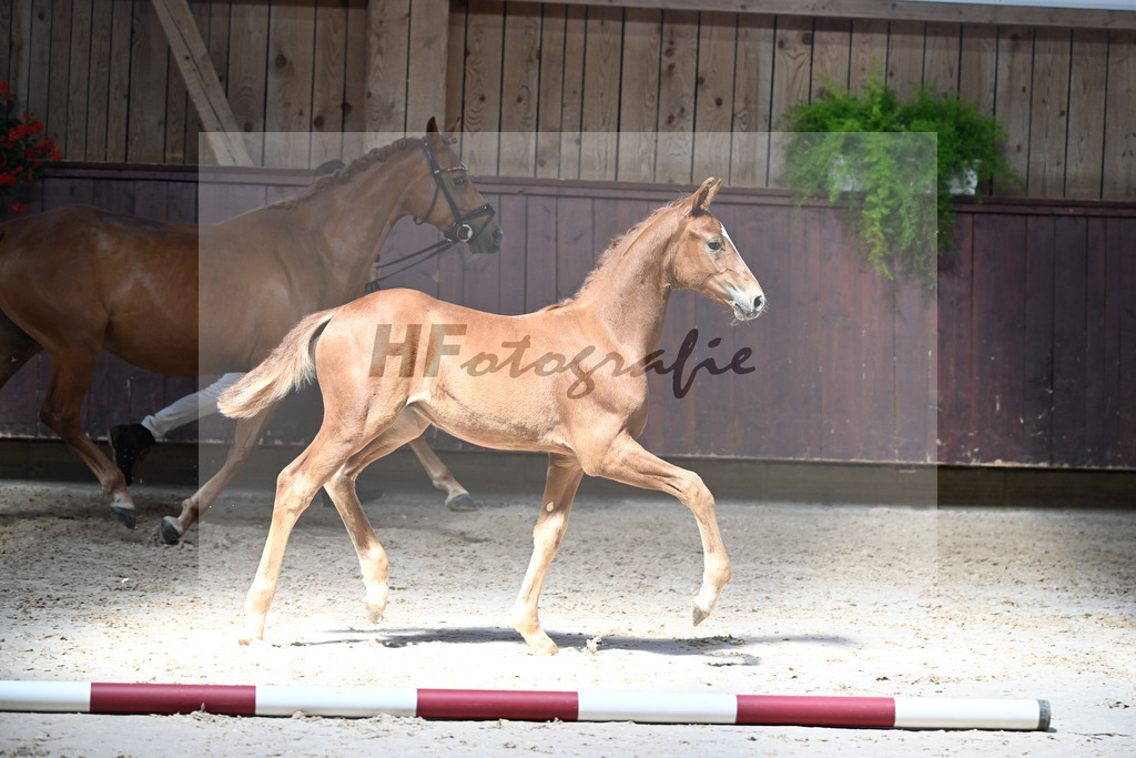 Kat-Nr. 10 Va Bene x Escolar_HF_Reisacher_25250368 | hf-fotografie - Realisiert mit Pictrs.com