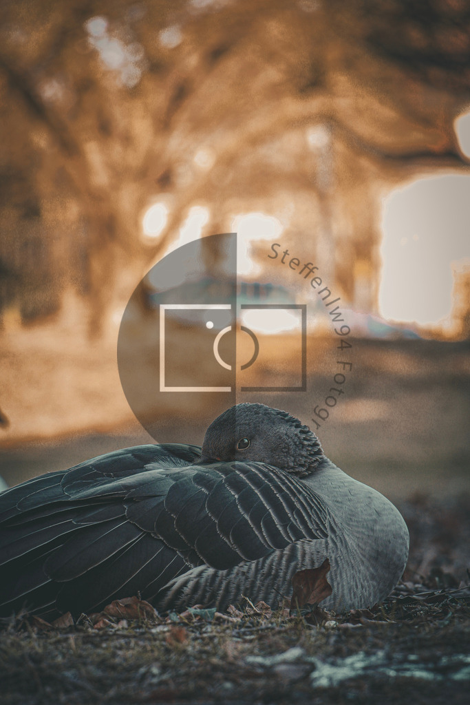 Wandbild Graugans im Schlossgarten Oldenburg | Ich bin Fotograf und auf meiner Webseite hast du die Möglichkeit meine fotografie als Wandbilder druckfertig für dein Zuhause zu bestellten. - Realisiert mit Pictrs.com