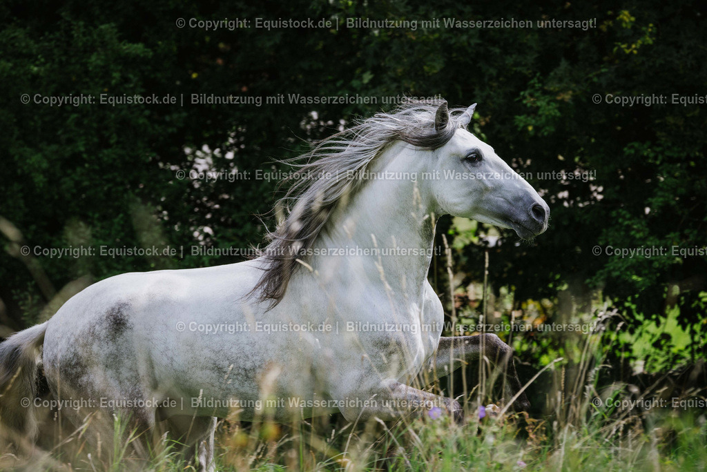 TS_20160811_Schimmel_in_Bewegung_0002 | equistock