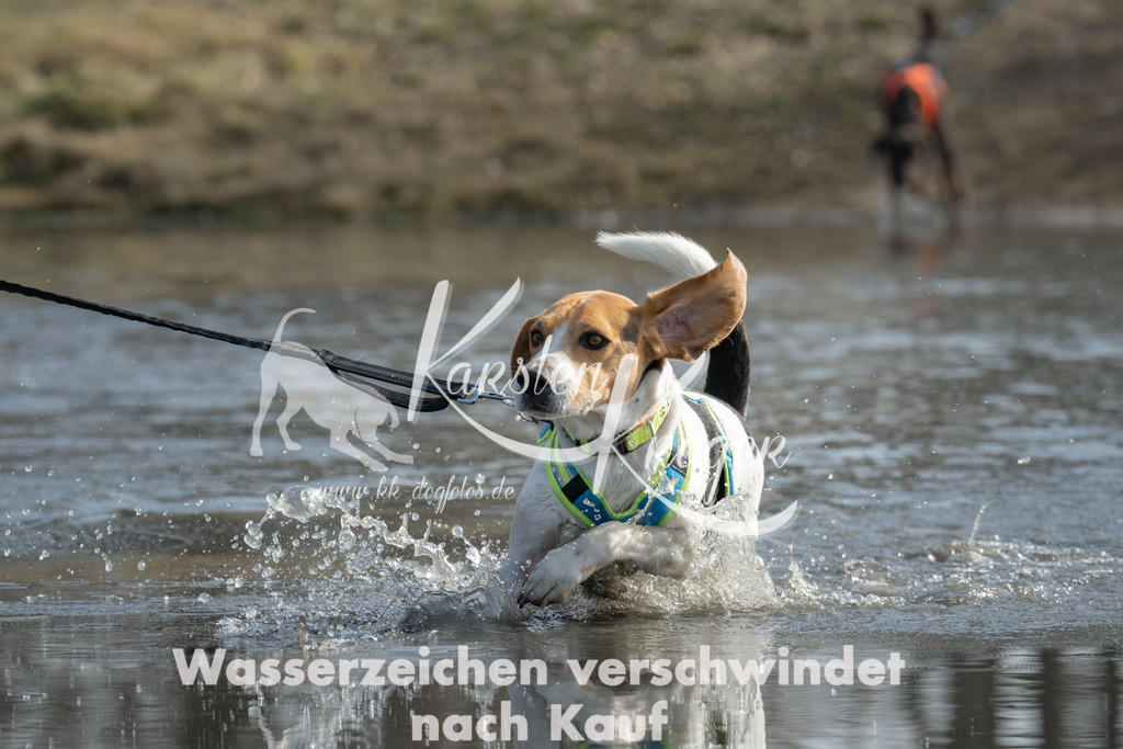 1246_ZZ91978 | kk-dogfotos