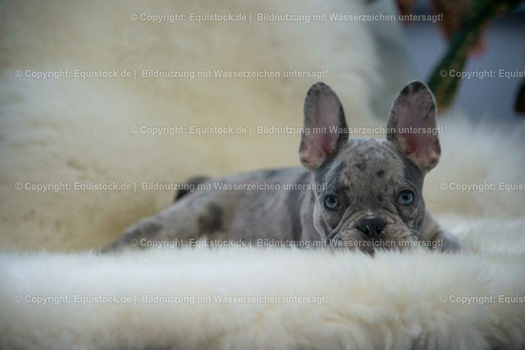 20190508_Hund_0048 | equistock