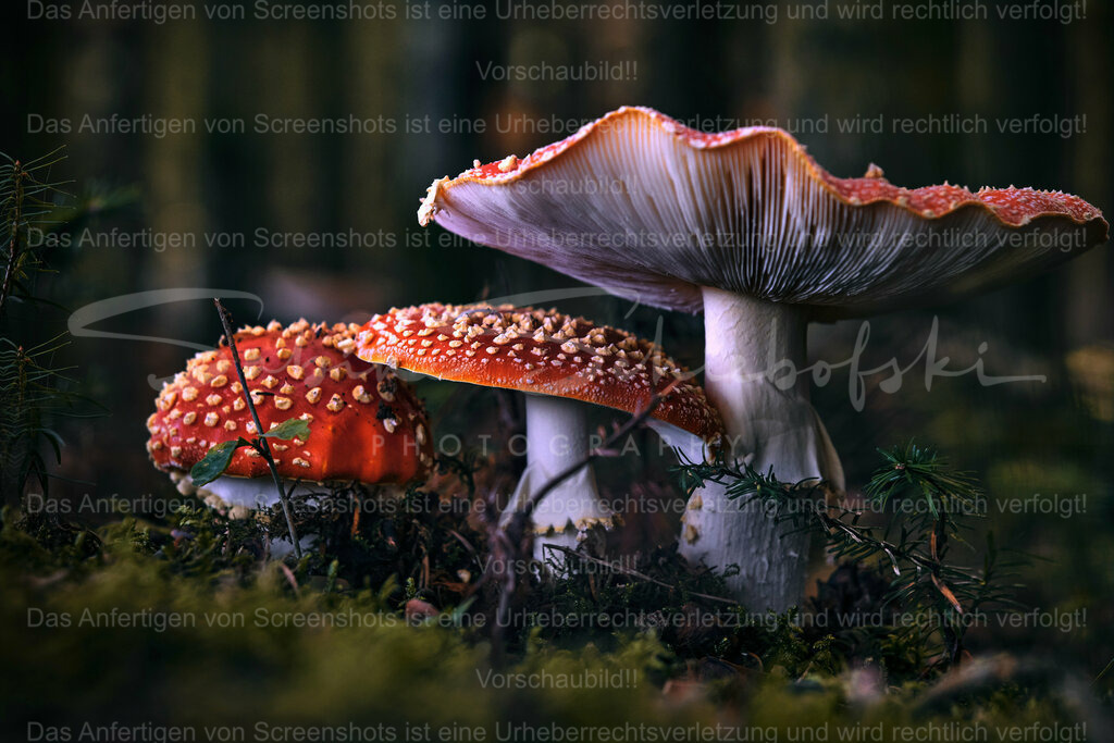 Wandbild Fliegenpilze | People- und Tierfotografie, Imageaufnahmen, Veranstaltungsfotografie und Wandbilder aus der Natur ★ Made in Germany ✔️ Druck + Downloads ✔️ Naturfotografie in Top Qualität ★ schneller Versand, weltweite Lieferung! - Realisiert mit Pictrs.com