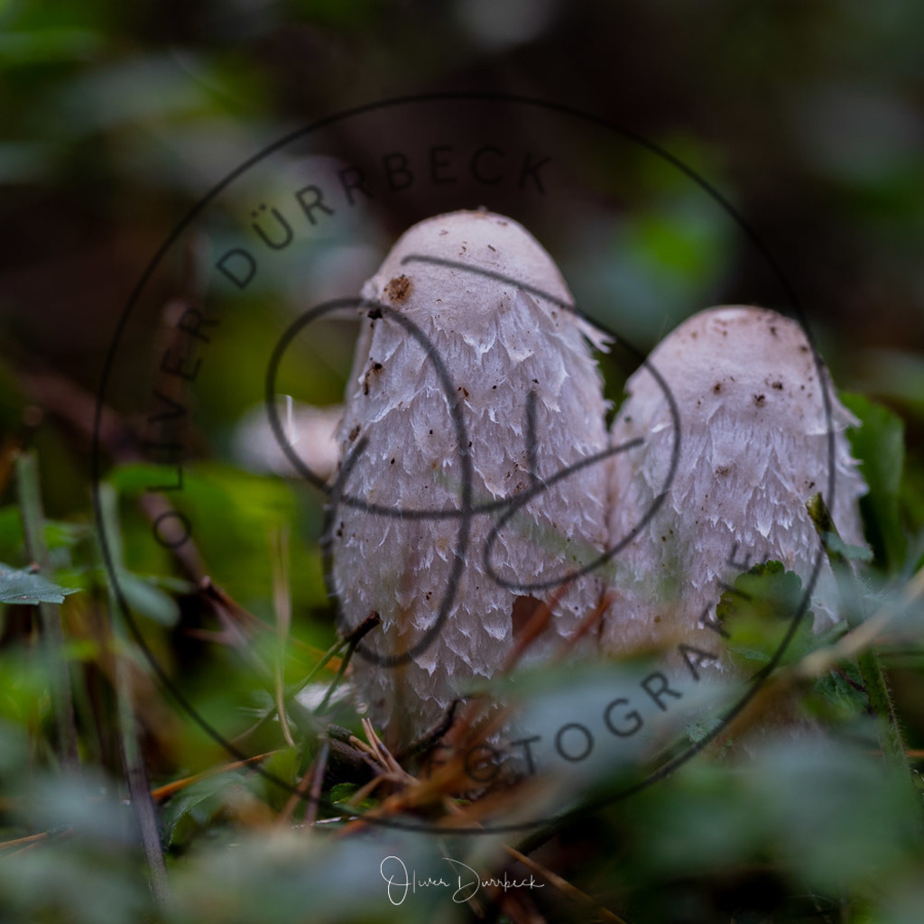 natur-pilze-01 | Shop für Kindergartenfotografie und andere Fotoprodukte von Oliver Dürrbeck Fotografie. - Realisiert mit Pictrs.com