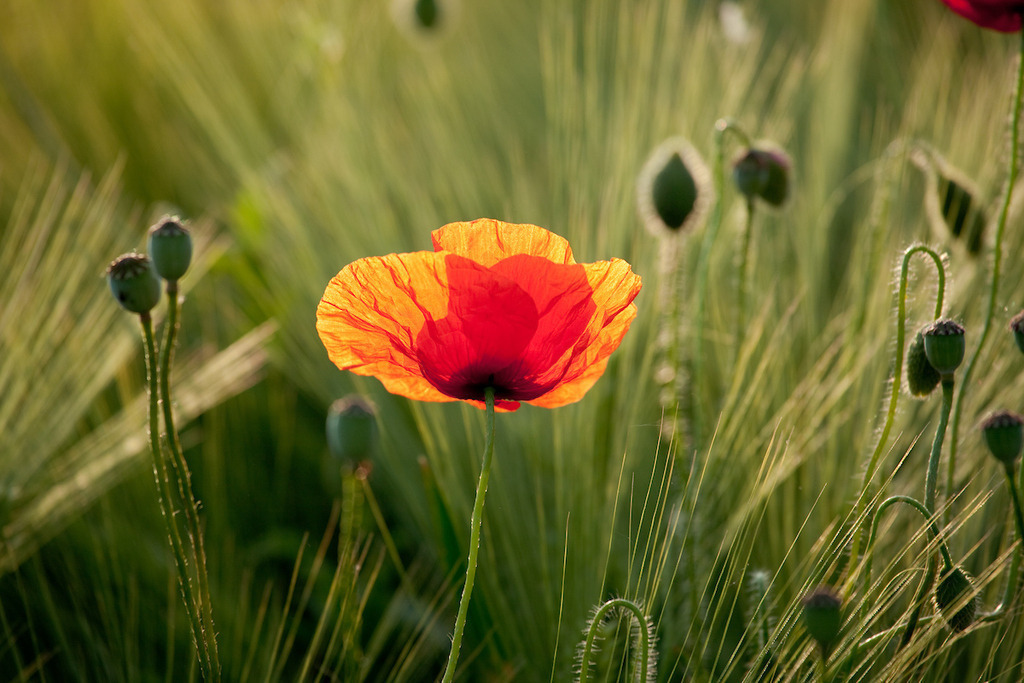 170530-138 | Europa, DEU, Deutschland, NRW, Nordrhein-Westfalen, Niederrhein, Rheinland, Waldfeucht, Naturraum Selfkant, Klatschmohn, Mohn, Mohnbluete, Kategorien und Themen, Natur, Umwelt, Pflanzen, Pflanzenkunde, Botanik, Biologie, Natur, Naturfoto, Naturfotos, Naturfotografie, Naturphoto, Naturphotographie, Landschaft, Landschaften, Landschaftsfoto, Landschaftsfotografie, Landschaftsphoto, Landschaftsphotographie

[Fuer die Nutzung gelten die jeweils gueltigen Allgemeinen Liefer-und Geschaeftsbedingungen. Nutzung nur gegen Verwendungsmeldung und Nachweis. Download der AGB unter http://www.image-box.com oder werden auf Anfrage zugesendet. Freigabe ist vorher erforderlich. Jede Nutzung des Fotos ist honorarpflichtig gemaess derzeit gueltiger MFM Liste - Kontakt, Uwe Schmid-Fotografie, Duisburg, Tel. (+49).2065.677997, ..archiv@image-box.com, www.image-box.com] - Realisiert mit Pictrs.com