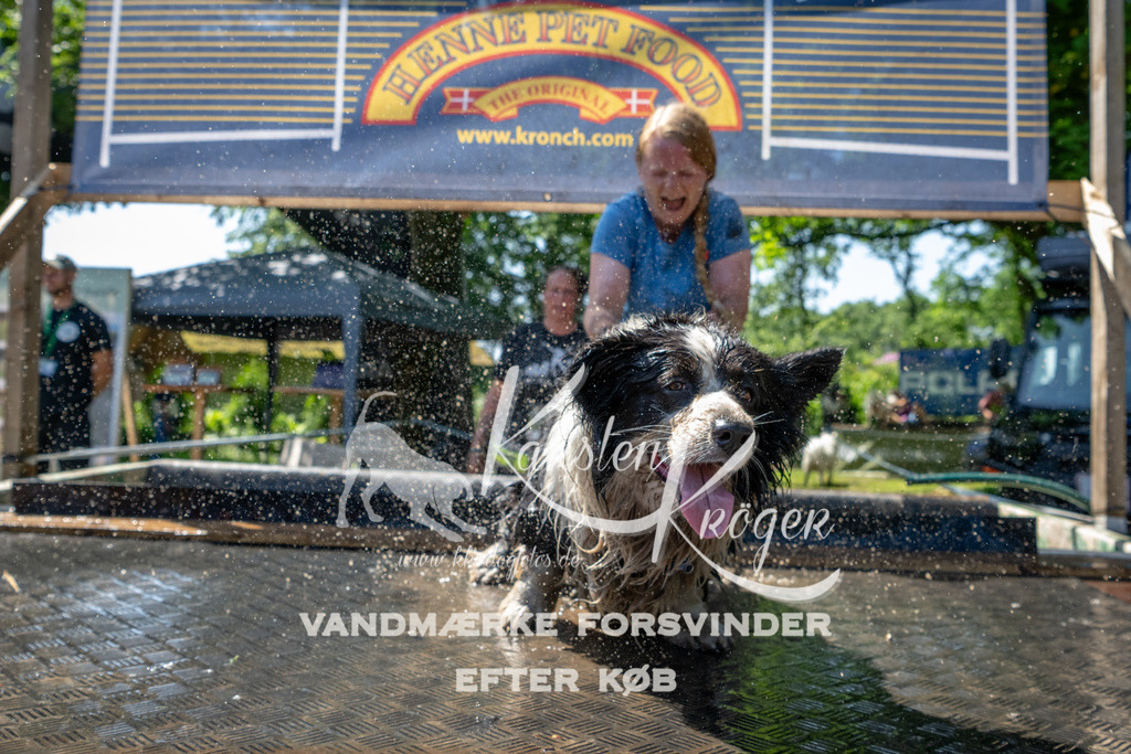 1245_ZZ92241 | kk-dogfotos