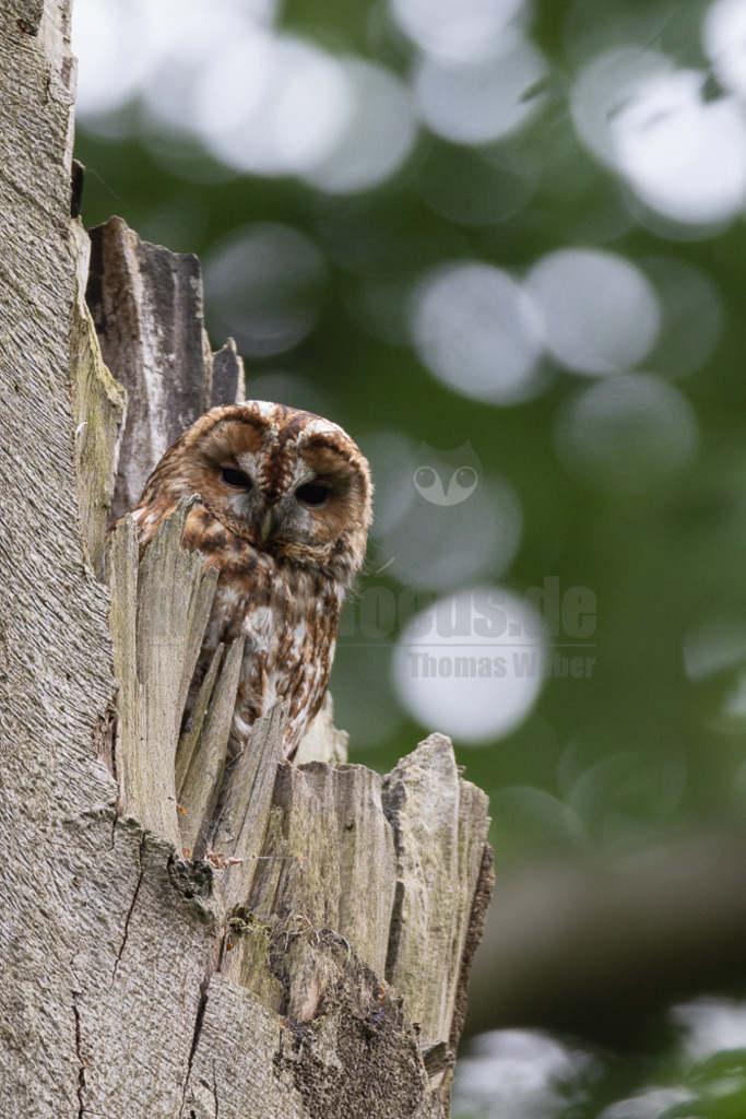20220528054440-3 | Der Waldkauz ist eine mittelgroße Eulenart mit einer Verbreitung von Europa bis nach Westsibirien und Iran. Er kommt außerdem in Südostasien vor. In Mitteleuropa ist der Waldkauz gemeinsam mit der Waldohreule die häufigste Eule. - Realisiert mit Pictrs.com