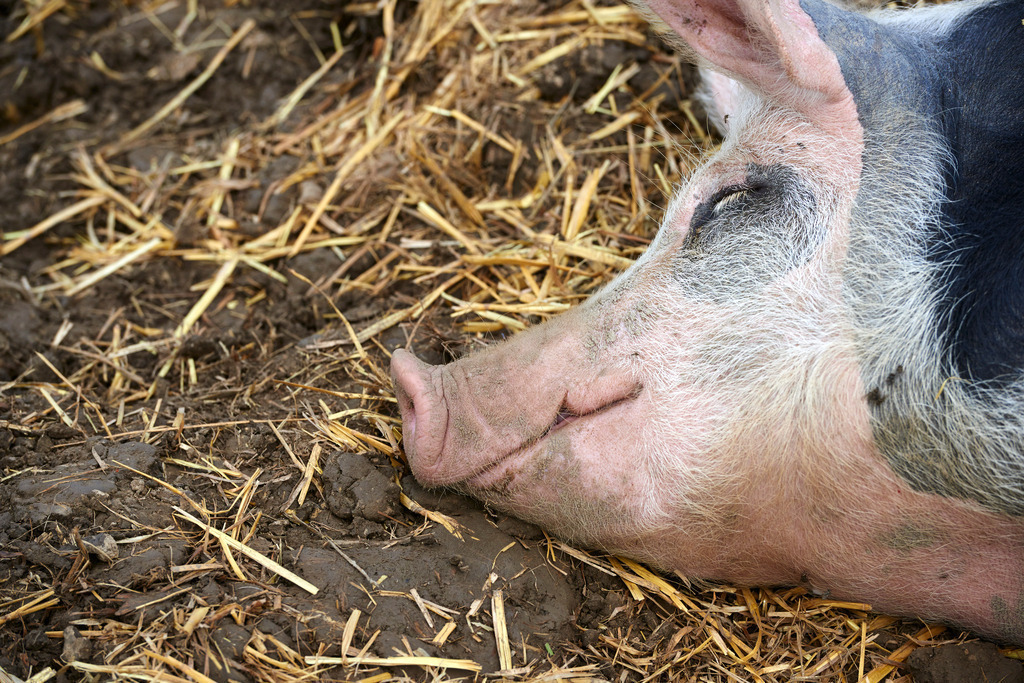 Schlafendes Schwein im Stroh | Niedersulz, Austria - October 11, 2014: Schlafendes glückliches Schwein im Stroh. - Realisiert mit Pictrs.com