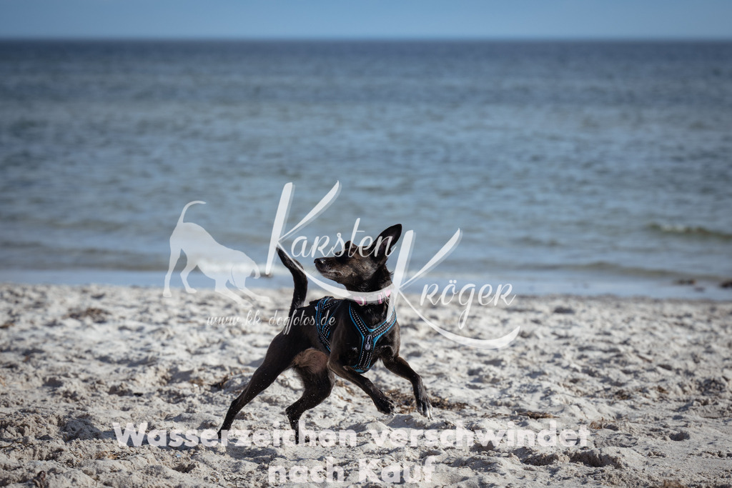 1341_ZZ92797 | kk-dogfotos