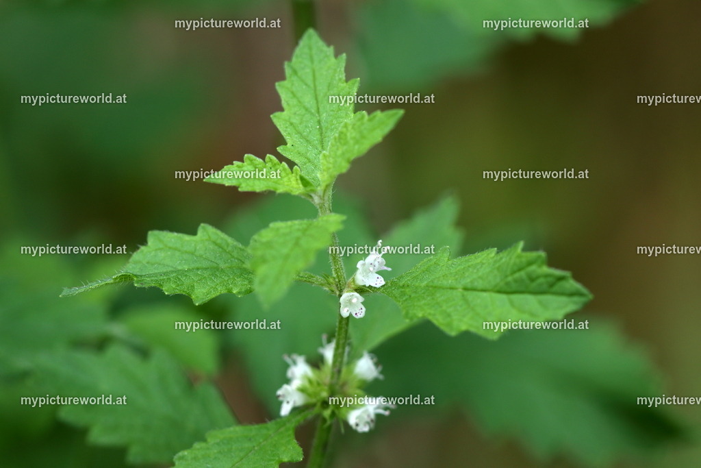 Ufer-Wolfstrapp-005 | Das Bilderarchiv über Tiere, Planzen und Landschaften. In der Bilddatenbank finden Sie ein große Auswahl an hochwertigen Bilder für Ihre Werbung - Realized with Pictrs.com