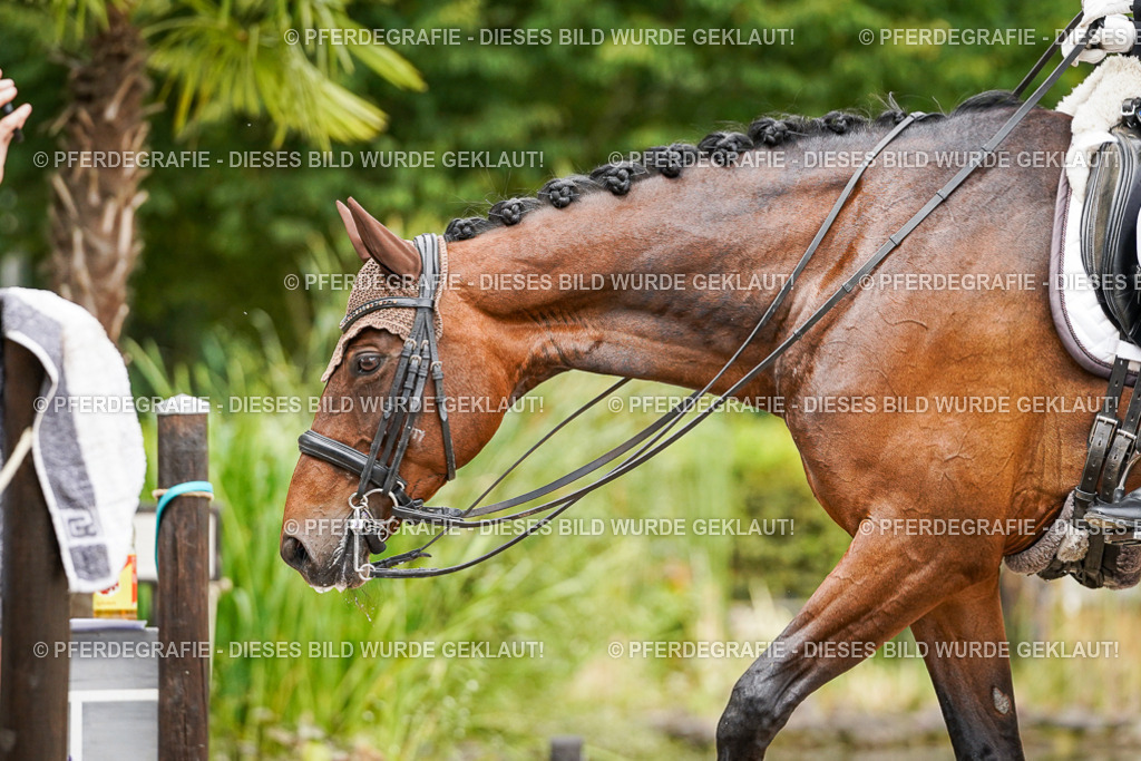 DSC05633 | Pferdegrafie