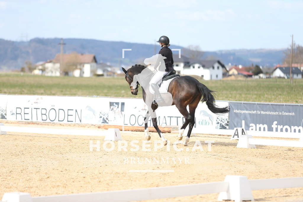 AS8V1738 | Willkommen bei Brunnmayr - Design & Fotografie – Ihrem Spezialisten für Reitturniere und Pferdeveranstaltungen in Oberösterreich, Salzburg und Bayern! Seit über 17 Jahren sind wir leidenschaftlich dabei.