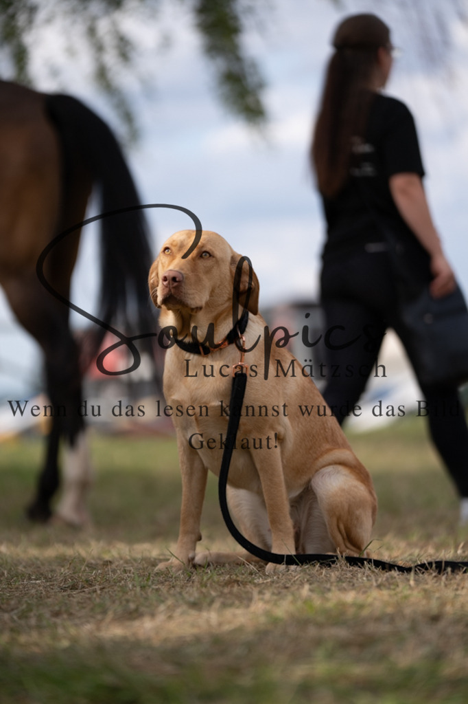 A7V04950 | Turnier/Reitfotograf