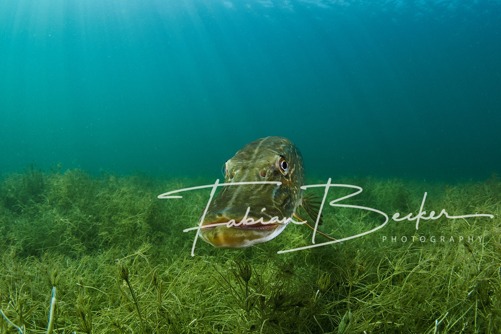 Neugierde | Einzigartige Wandbilder von faszinierenden Unterwasserwelten. Exklusive Kunst für Empfangsbereiche, Wohnraum oder Wartezimmer. - Realisiert mit Pictrs.com