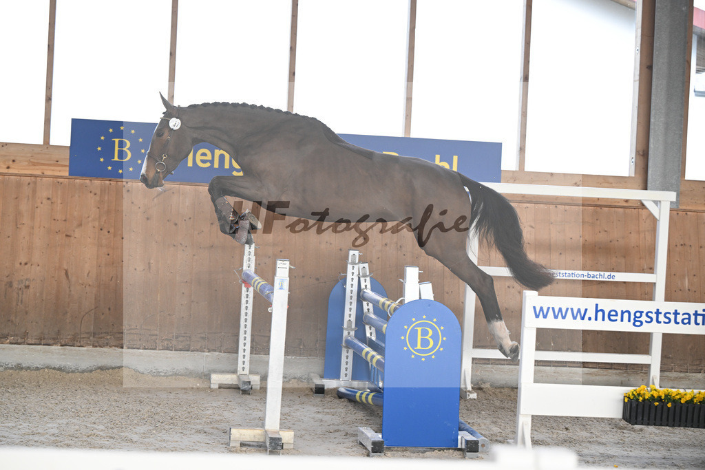 Kat-Nr. 37 Agana Filippa Z v. Aganix Du Seigneur_Schwendinger_14260908 | hf-fotografie - Realisiert mit Pictrs.com