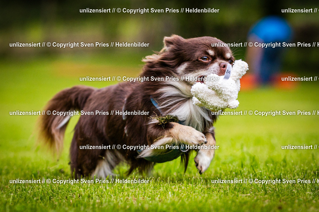 Sven Pries | 2024-09-22 - Hunderennen Baden-BadenPudelverein - Realisiert mit Pictrs.com