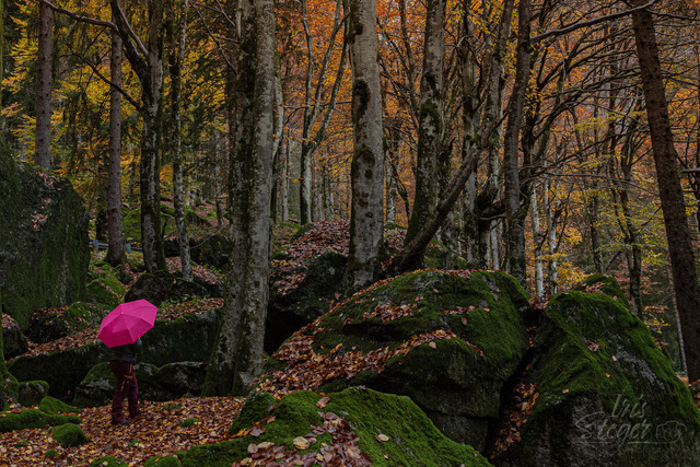 Foresta dei Bagni di Masino | Shop von Iris Steger Photography, Landschaft, Reisen, Details und Städte.