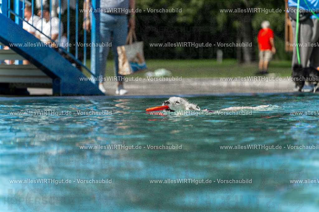 Hundeschwimmen_Volksbad_2026-allesWIRTHgut_Tierfotografie-2609061215-112546-7R509984 | Professionelle Tierfotografie in Mönchengladbach von Daniel Wirth (allesWIRTHgut). Liebevolle & natürliche Bilder von Hunden & Katzen für unvergessliche Erinnerungen.