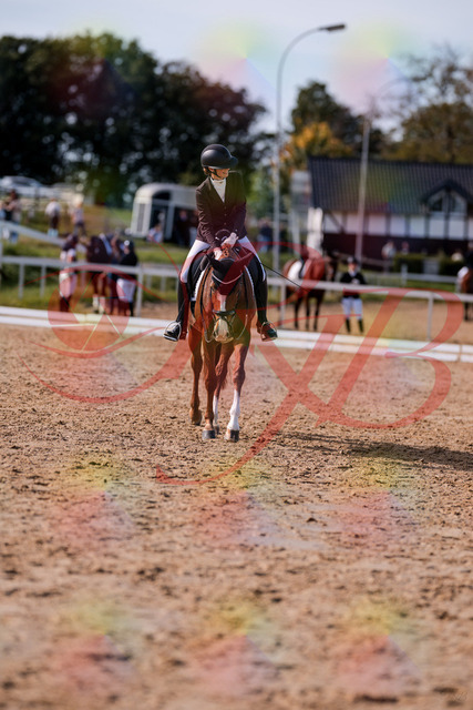 2026_10_03_Siefer-Hof_133316_Z81_91641305 | Professionelle Reitsport-, Turnier- und Eventfotografie von Robert Broda. Galerien mit ausgewählten und bearbeiteten Bildern direkt online ansehen und bestellen.
