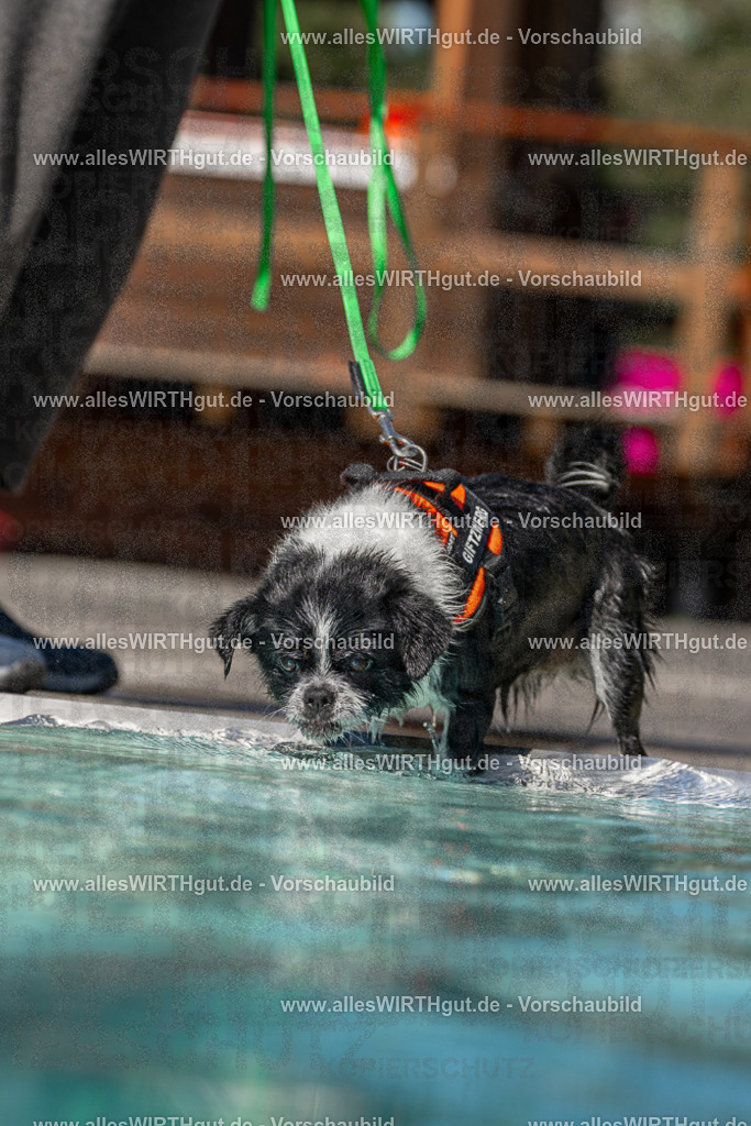 Hundeschwimmen_Volksbad_2026-allesWIRTHgut_Tierfotografie-2609061227-FAY06475 | Professionelle Tierfotografie in Mönchengladbach von Daniel Wirth (allesWIRTHgut). Liebevolle & natürliche Bilder von Hunden & Katzen für unvergessliche Erinnerungen.
