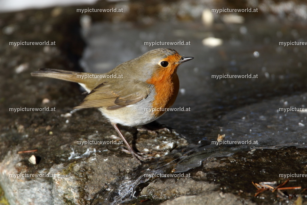Rotkehlchen-046 | Das Bilderarchiv über Tiere, Planzen und Landschaften. In der Bilddatenbank finden Sie ein große Auswahl an hochwertigen Bilder für Ihre Werbung - Realisiert mit Pictrs.com