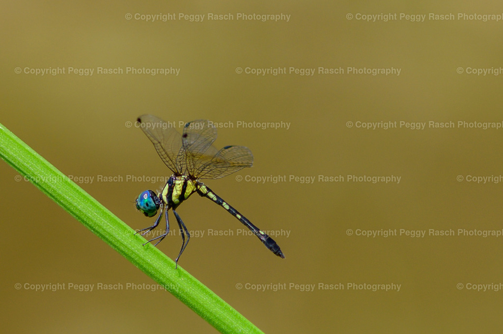 Libellen | PeggyRaschPhotography - Realisiert mit Pictrs.com