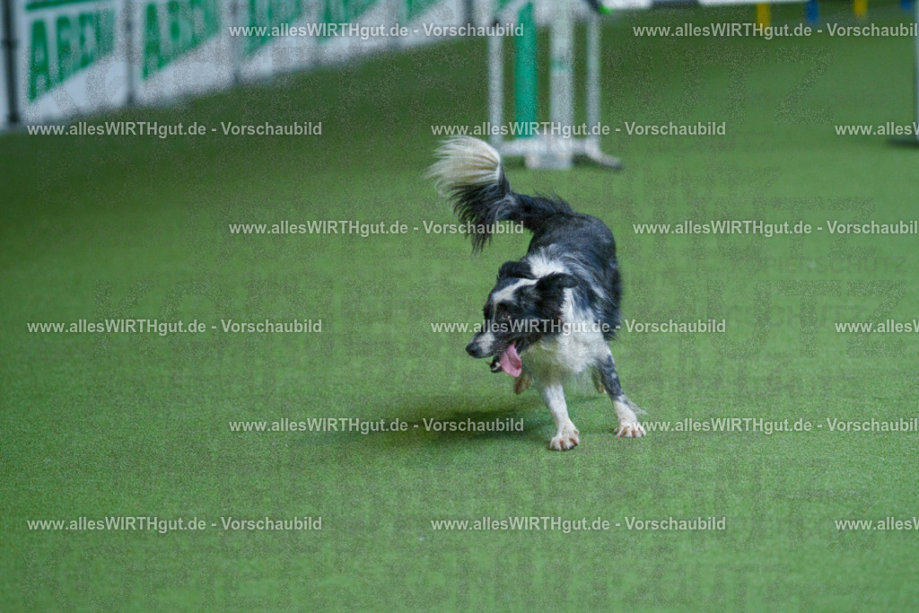 @allesWIRTHgut_Tierfotografie - www.allesWIRTHgut.de - 2604261524-7R505479 | Professionelle Tierfotografie in Mönchengladbach von Daniel Wirth (allesWIRTHgut). Liebevolle & natürliche Bilder von Hunden & Katzen für unvergessliche Erinnerungen.