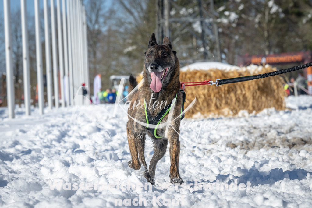 1107_ZZ90152-3 | kk-dogfotos