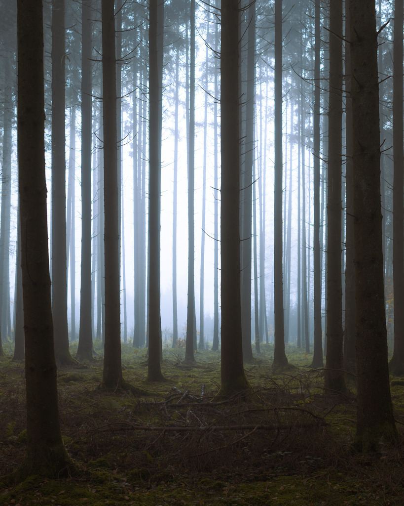 Wald bei Baring im Nebel | Ein magischer Ort, solche Fichtenwälder bei Nebel. 