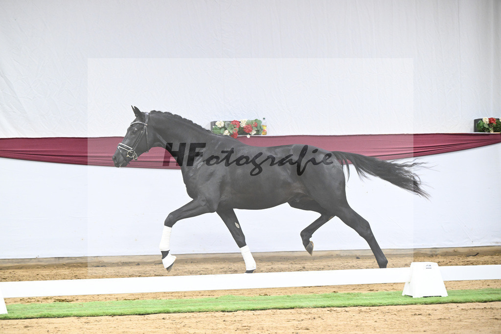 Kat-Nr. 38 Vivanero x Bretton Woods_Hanna Stengele_47251330 | hf-fotografie - Realisiert mit Pictrs.com