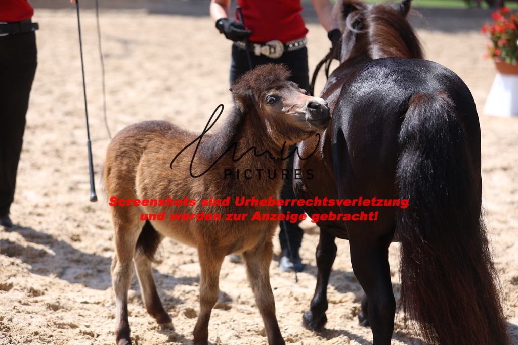 Fohlenschau_Schwäbisch_Hall_Ponys_KN 50_5 | lmwpictures - Realisiert mit Pictrs.com