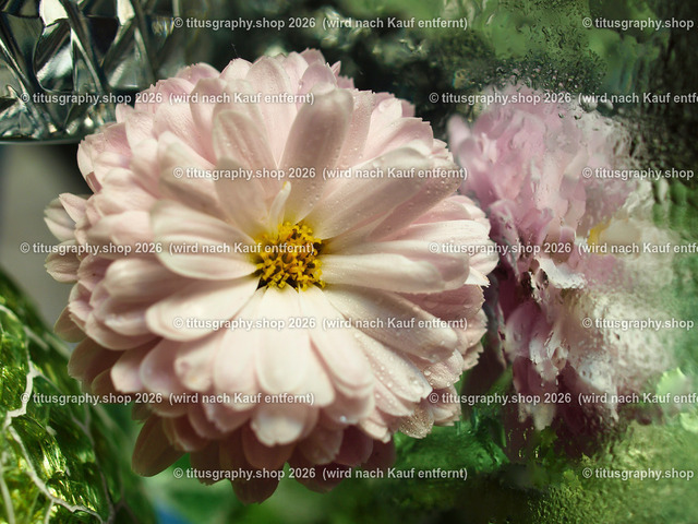 titusgraphy_PB251213-vz-ln | titusgraphy-shop: Geschenkideen mit Qualitätsfotos. titusgraphy-shop: gift ideas with quality photos. titusgraphy-shop: idées cadeaux avec photos de qualité.  - Realisiert mit Pictrs.com
