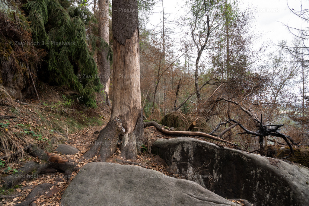 Obere_Affensteinpromenade_Nahe_Rollenturm_Baumstamm_Felsen | 2022-09-02_Waldbrandgebiete_2 - Realisiert mit Pictrs.com