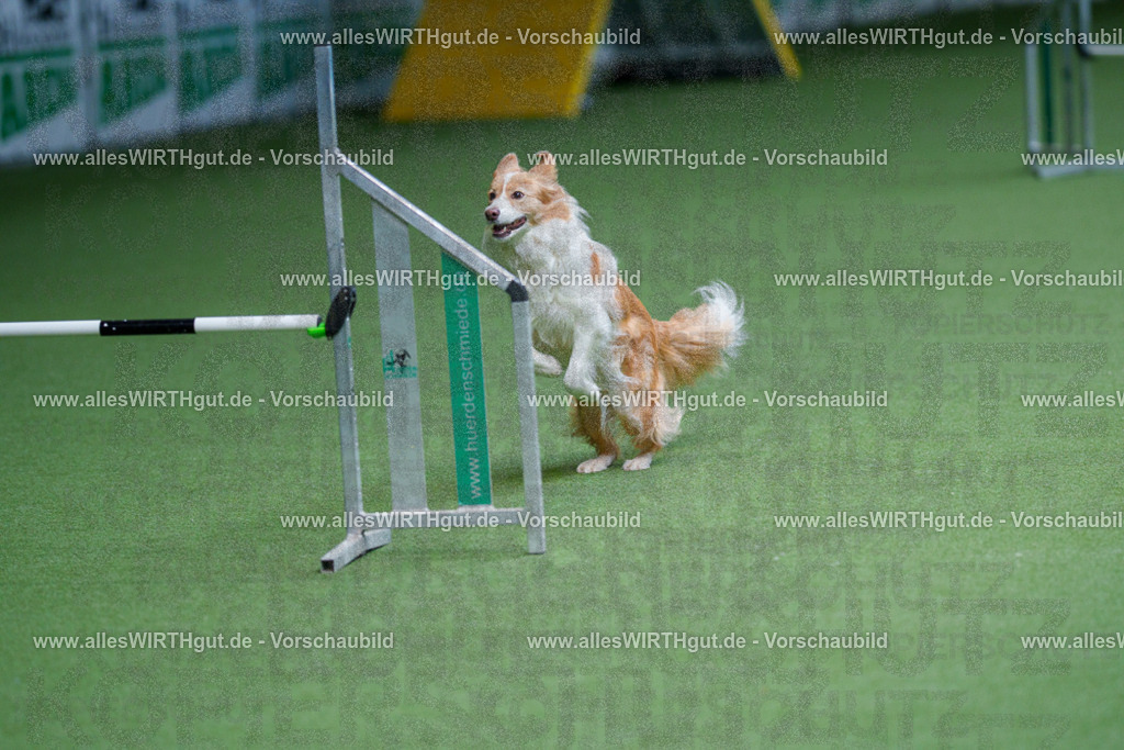 @allesWIRTHgut_Tierfotografie - www.allesWIRTHgut.de - 2604260920-7R507378 | Professionelle Tierfotografie in Mönchengladbach von Daniel Wirth (allesWIRTHgut). Liebevolle & natürliche Bilder von Hunden & Katzen für unvergessliche Erinnerungen.