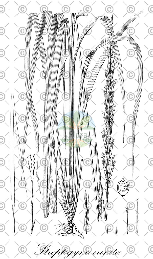 HistAbb_wfo-0000903207_1_ENZY_Simple | Historische Abbildung von Streptogyna crinita - Poaceae | Historical Illustration of Streptogyna crinita - Poaceae