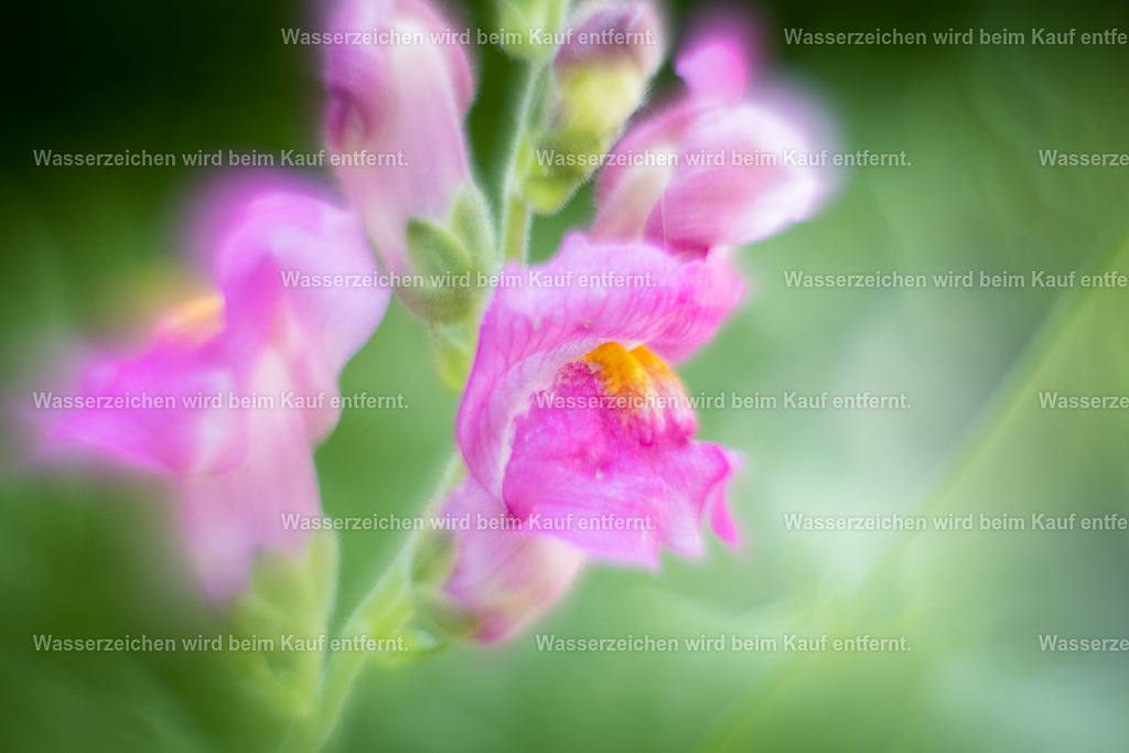 Erstrahle in deinem Sein | Die Botschaft zum Bild lautet: Stehe für dich ein. Hier findet eine Fokussierung auf deine wahre Essenz statt. Du fühlst diese Kräftigung in deinen ganzen Chakren. Finde die Wurzel zur Erde und finde die Öffnung zum Universum. Hier öffnen sich Räume.