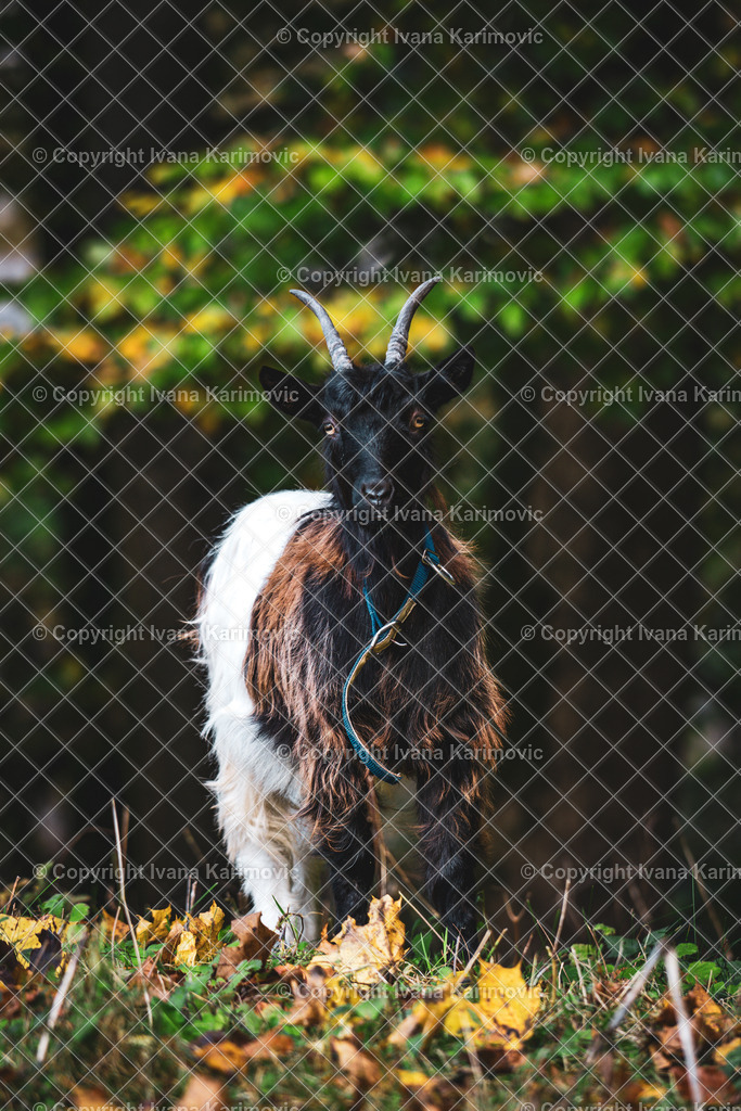 DSC03479 | ikphotography - Realisiert mit Pictrs.com