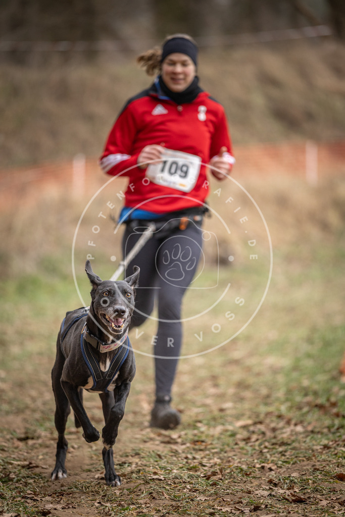 Pfotenfotografie_DV3A7525 | Hundefotografie, Tierfotograf, Pfotenfotografie, Fotoshooting Hund, Hunde Portrait, Hundesport, Hundeportraits, Heideshooting, Hunde, Sportfotograf, Hundefotograf, Turnierhundsport, THS,  - Realisiert mit Pictrs.com