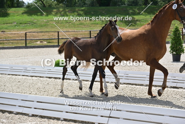 23_Secret - Bon Courage_935_1684 | Björn Schroeder Pferdefotografie