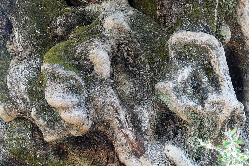 Stories of the Ancient Olive Trees | Ancient Olive Trees