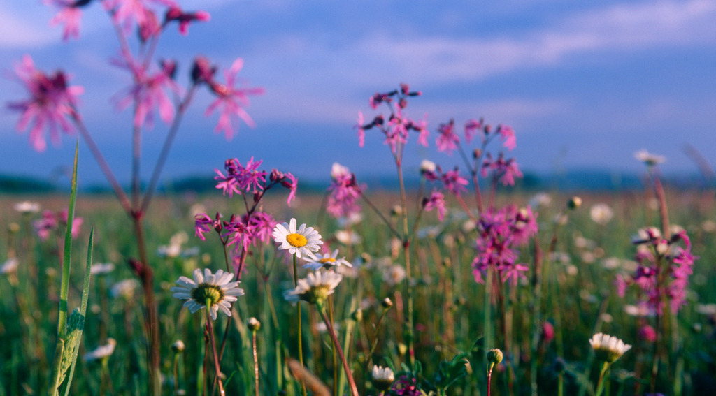 Blumenwiese | Heiligenkreuz, Austria - May 11, 2009: Blumenwiese. - Realisiert mit Pictrs.com