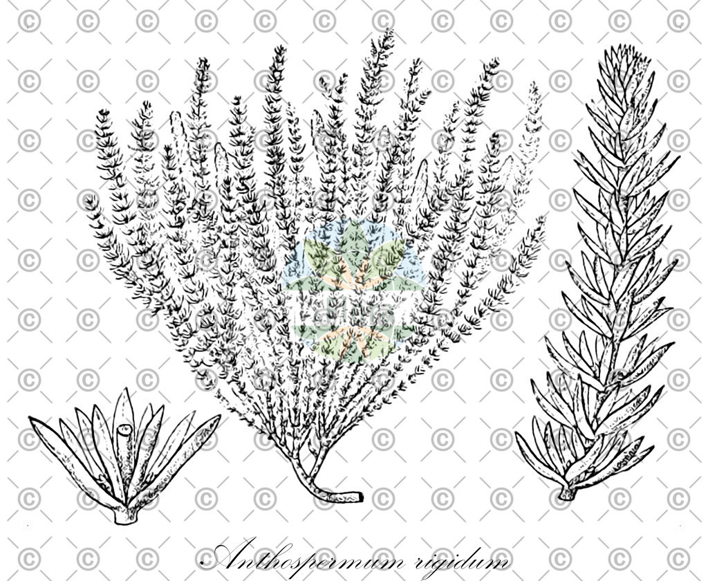 HistAbb_wfo-0000220830_1_ENZY_Simple | Historische Abbildung von Anthospermum rigidum - Rubiaceae | Historical Illustration of Anthospermum rigidum - Rubiaceae